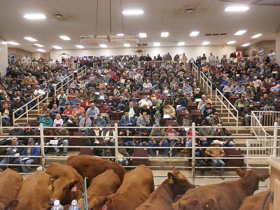 Red heifer is not a sign of the end time